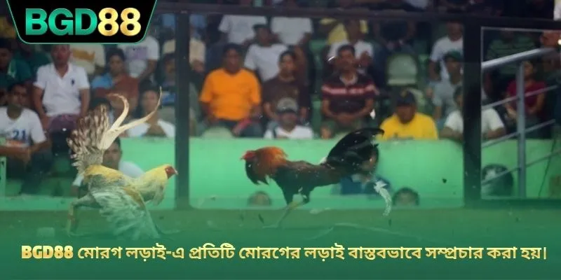 BGD88 মোরগ লড়াই-এ প্রতিটি মোরগের লড়াই বাস্তবভাবে সম্প্রচার করা হয়।
