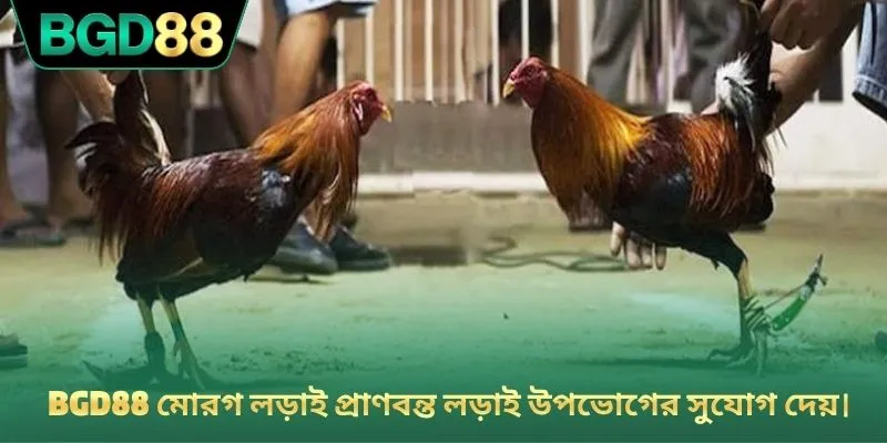 BGD88 মোরগ লড়াই প্রাণবন্ত লড়াই উপভোগের সুযোগ দেয়।