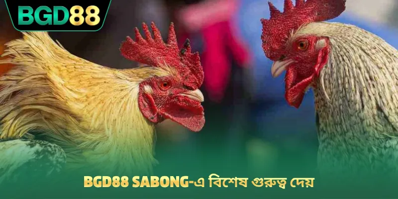 BGD88 Sabong-এ বিশেষ গুরুত্ব দেয়
