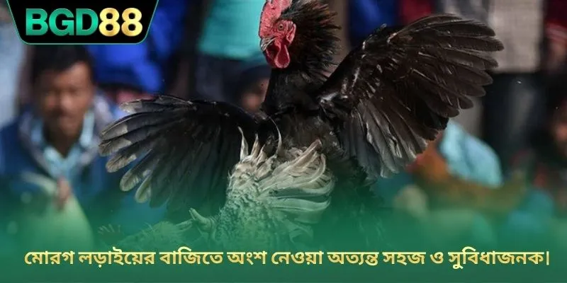 মোরগ লড়াইয়ের বাজিতে অংশ নেওয়া অত্যন্ত সহজ ও সুবিধাজনক।