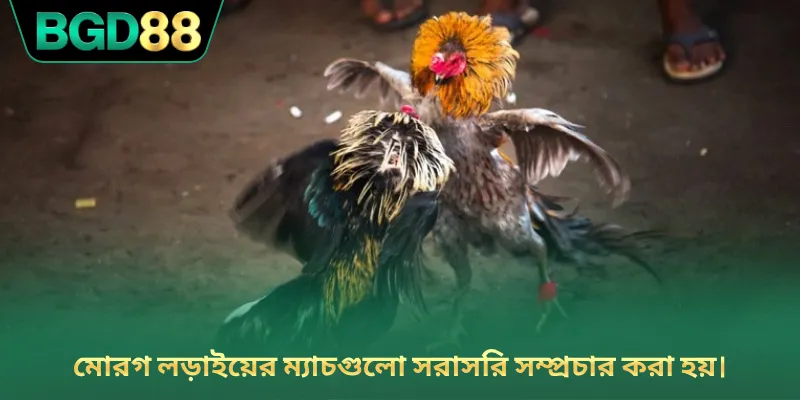 মোরগ লড়াইয়ের ম্যাচগুলো সরাসরি সম্প্রচার করা হয়।