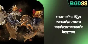 সাবং লাইভ স্ট্রিম অনলাইন মোরগ লড়াইয়ের আকর্ষণ উন্মোচন