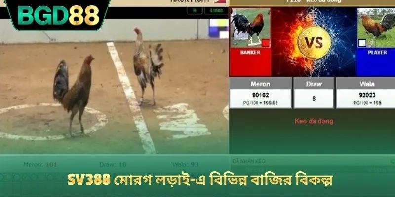 SV388 মোরগ লড়াই-এ বিভিন্ন বাজির বিকল্প