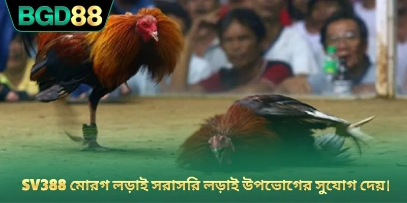 SV388 মোরগ লড়াই সরাসরি লড়াই উপভোগের সুযোগ দেয়।