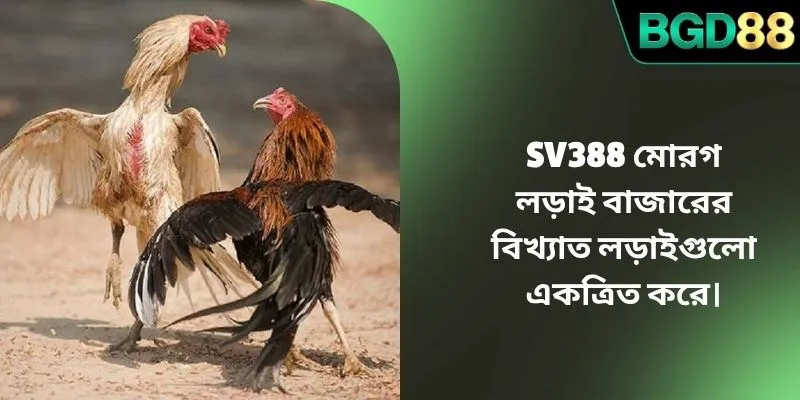 SV388 মোরগ লড়াই বাজারের বিখ্যাত লড়াইগুলো একত্রিত করে। SV388 মোরগ লড়াই বাজারের বিখ্যাত লড়াইগুলো একত্রিত করে।